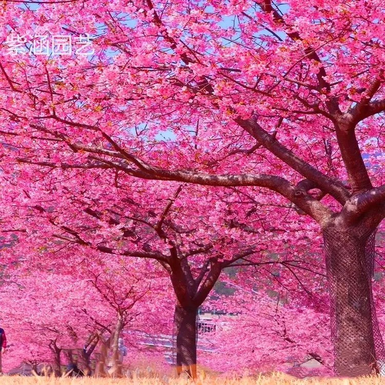 樱花树苗日本樱花南北方庭院地栽盆栽花树园林植物风景树