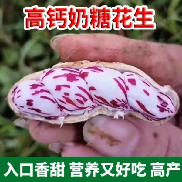高钙奶糖七彩花生种子甜味花生种子芽苗菜花生种子花生种子菜种子