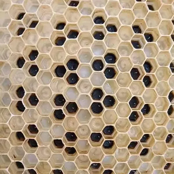 无品牌意蜂专用免移虫取浆器育王器，无需手工移虫取浆育王