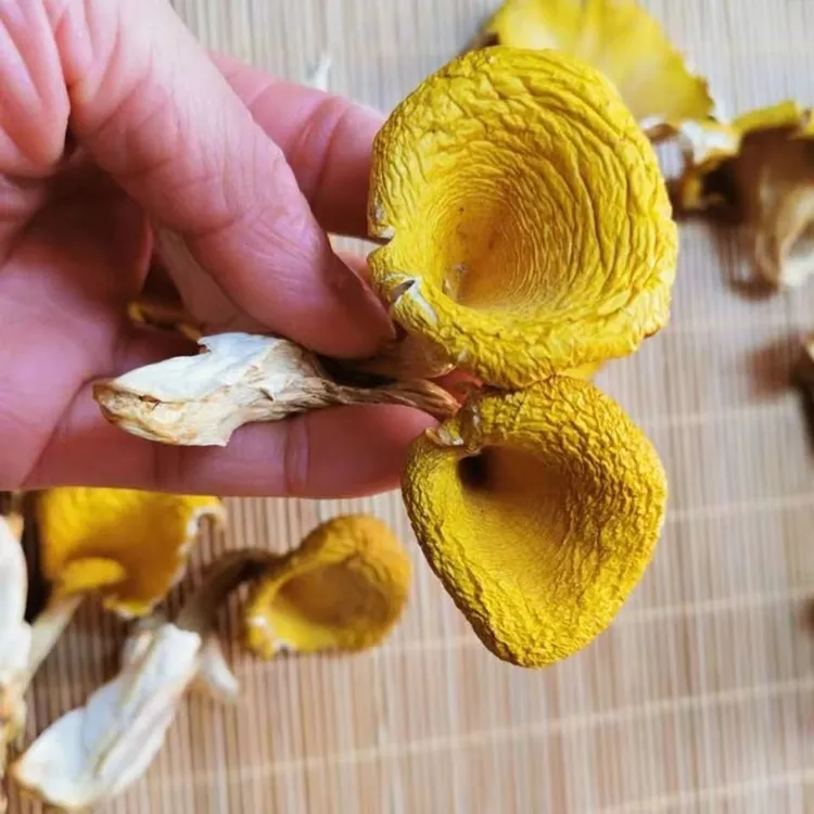 野生榆黄蘑菇500克包