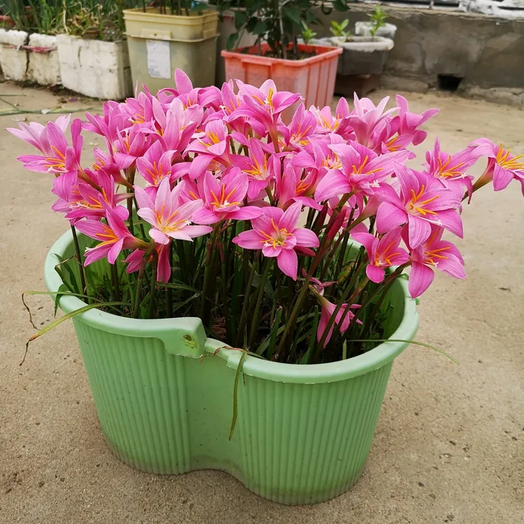 20棵 风雨兰种球韭兰种球庭院阳台盆栽花卉绿植耐热耐寒四季种植商品图