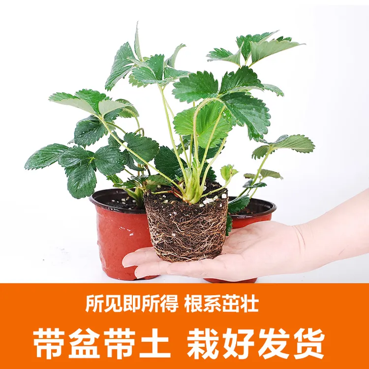 草莓苗盆栽四季带土带盆南方露天种植盆栽