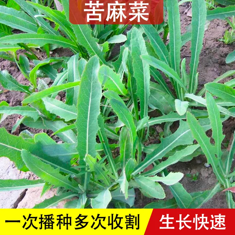 苦麻菜种子苦菜种籽曲麻菜种籽叶菜野菜四季春夏秋冬播阳台盆栽