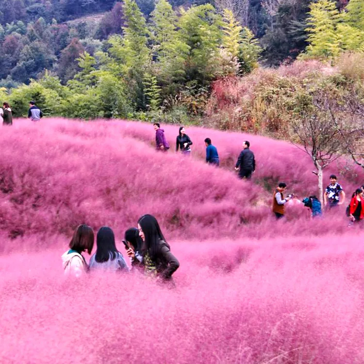 粉黛乱子草种子多年生观赏草网红草种子四季易活耐寒庭院花种籽子