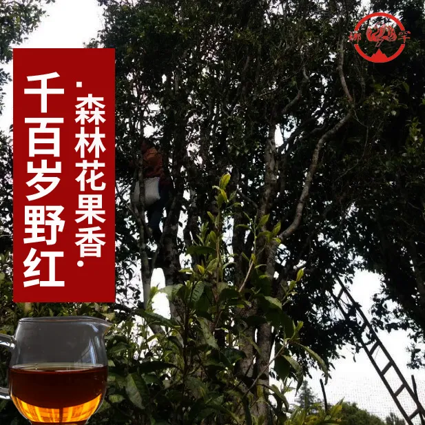 千岁红.野生古树红茶纯料2025】热销!!!森林花果香 蜜甜野韵
