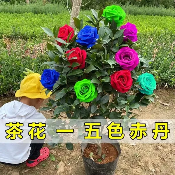 茶花盆栽五色赤丹带原土四季香妃树苗茶花盆栽室内烈香浓香型种球