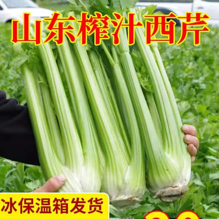 新鲜3斤5斤西洋芹菜绿色蔬菜榨汁嫩心青菜香芹顺丰保温箱包邮西芹