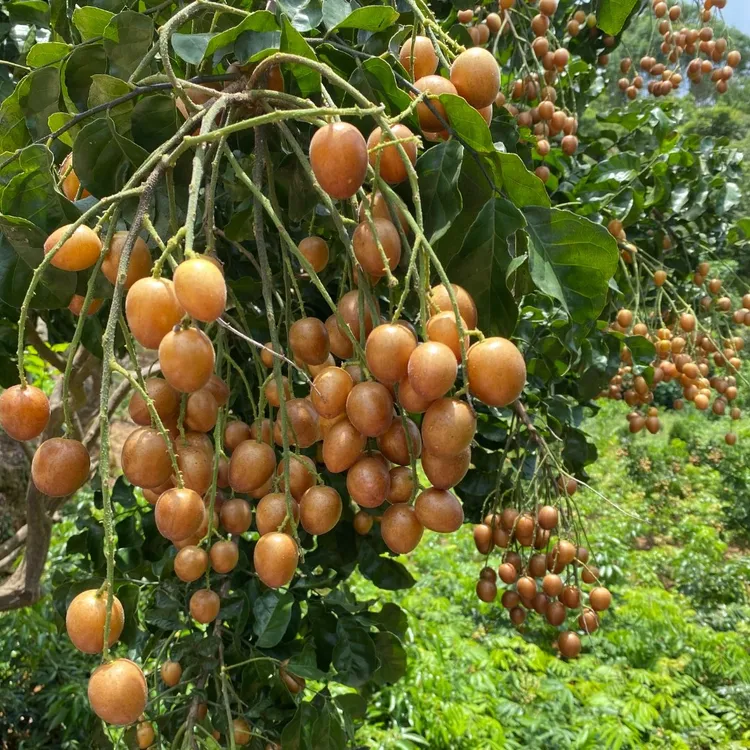 黑黄皮果苗 鸡心黄皮果苗 白沙黄皮果苗 紫色黄皮果苗