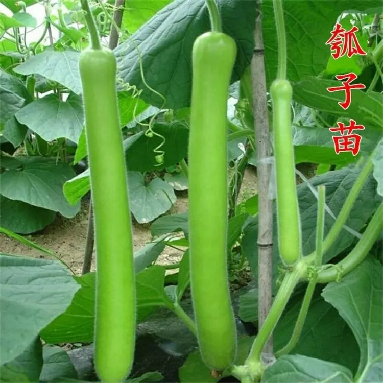 早熟长瓠瓜苗春秋季瓠子苗蒲瓜菜葫芦苗庭院盆栽阳台爬藤蔬菜秧苗