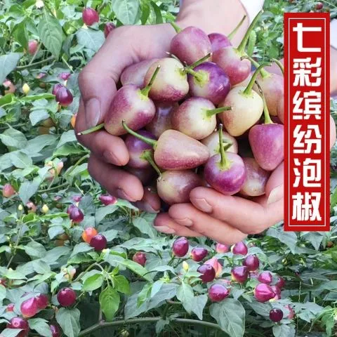 七彩泡椒子春夏秋冬四季广西五彩辣椒籽阳台观赏盆栽蔬菜种孑包邮