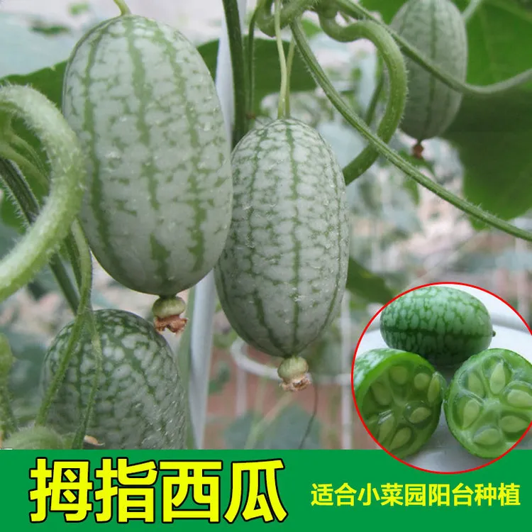 拇指西瓜种子迷你培育丰富小西瓜种子佩普基诺四季盆栽水果阳台