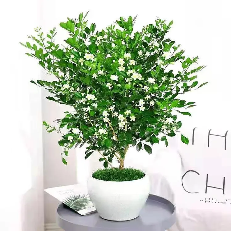 九里香盆栽浓香型花卉绿植室内庭院种植四季开花净化空气驱蚊植物