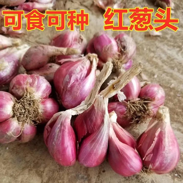 红葱头小葱头火葱小香葱头饱满香葱炸葱油酥葱油四季可播阳台种菜