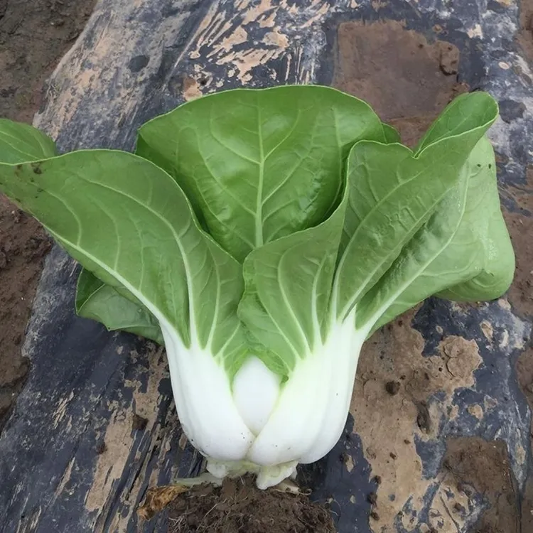 新矮脚黄奶油白菜种子四季播种矮脚白菜种籽盆栽阳台种菜蔬菜种子