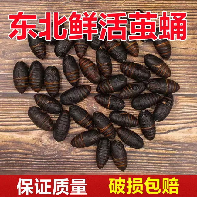 【辽宁茧蛹】东北特产鲜活成品柞茧蛹营养食用活体黑蛹500克