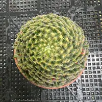 (满18元包邮)中号明星仙人球6-7cm 花色随机裸根发货 球体偏软