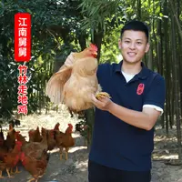 【舅舅严选】土鸡外婆放养竹林走地鸡新鲜现发顺丰包邮