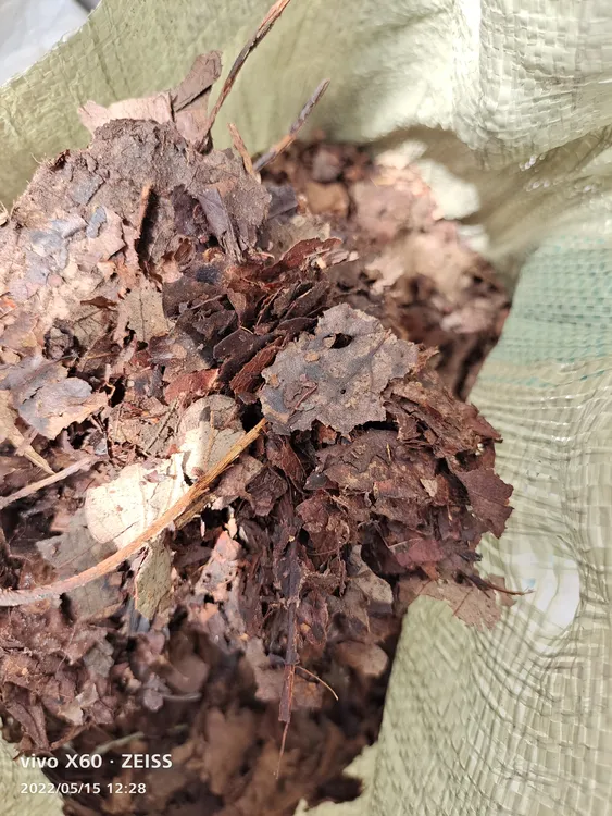 纯手工橡树叶君子兰花土10斤
