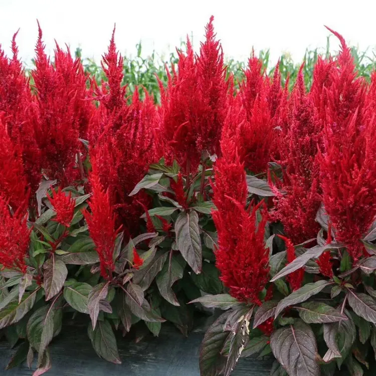 鸡冠花种子花籽春播四季易种活扇状凤尾庭院室外花卉矮杆花种籽子