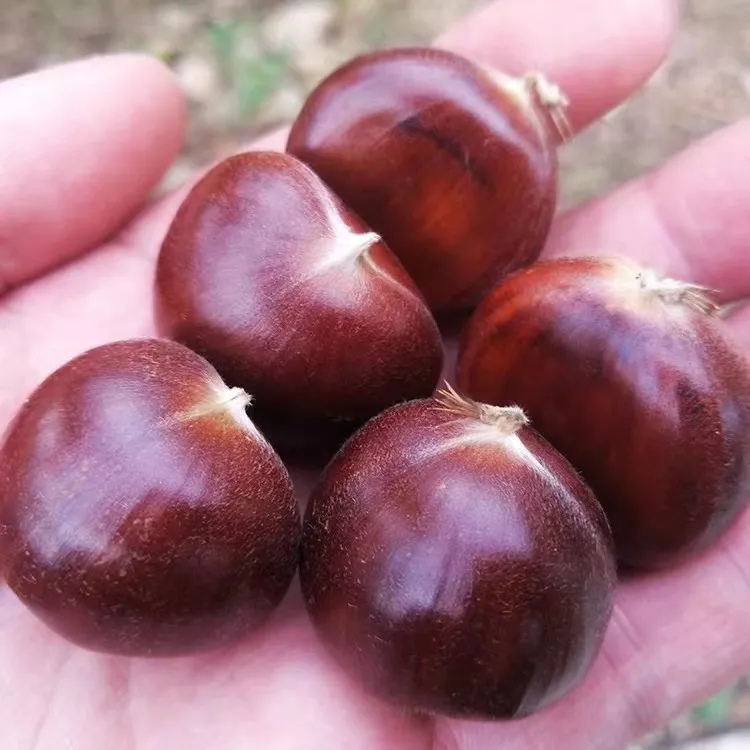 {混粒}迁西板栗生板栗油栗子燕山板栗京东板栗3/5斤坏果包赔