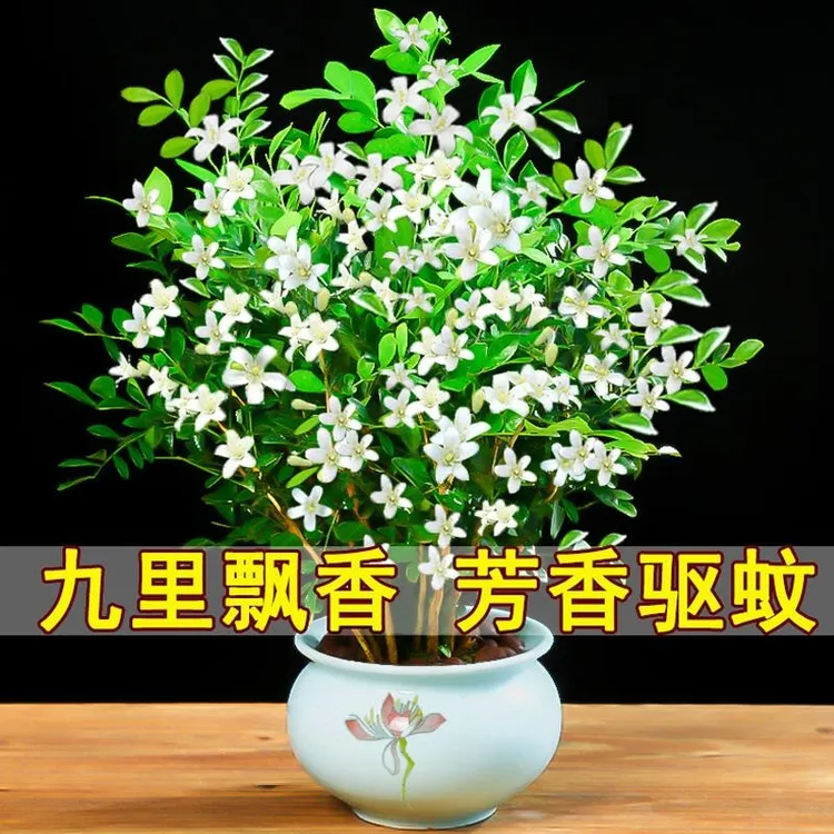 九里香盆栽花苗七里香苗千里眼树浓香型驱蚊吸甲醇净化空气