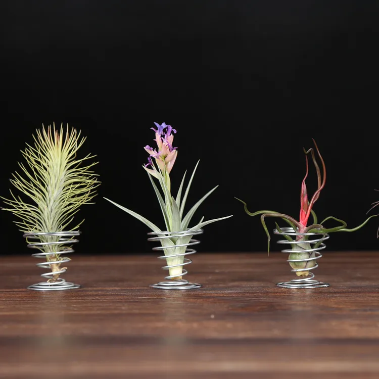 多款空气凤梨无土植物喷水就活迷你室内桌面绿植摆件盆栽净化空气