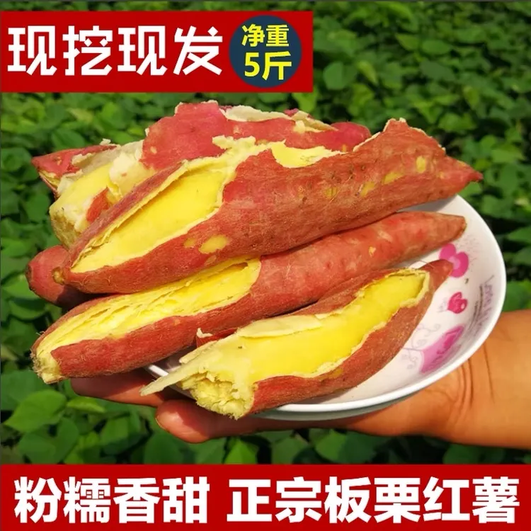 陕西板栗红薯新鲜现挖粉面干甜黄心地瓜适合宝宝辅食