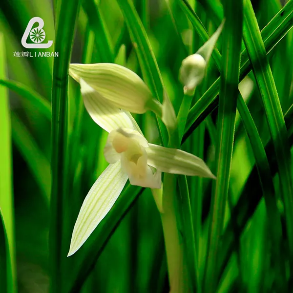 小雪素 小素馨兰花苗云南莲瓣兰幽香兰花名品素花白色家居绿植