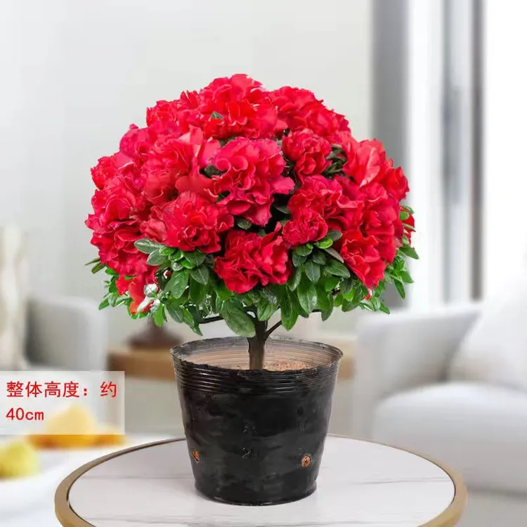 杨梅红杜鹃花比利时西洋鹃室内阳台花卉绿植花卉绿植盆栽花