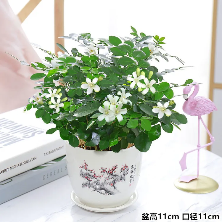 九里香盆栽水培好养植物清香驱蚊草浓香四季开花千里眼七里香花卉