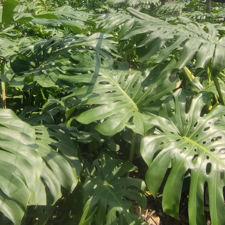 龟背竹基地批发老桩带芽带桩（注意批发）