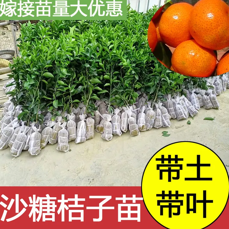 正宗嫁接广西沙糖桔子树苗金葵四会砂糖橘子盆栽柑橘结果南方种植