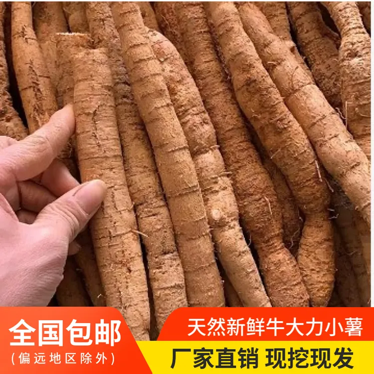 华盛新鲜牛大力正宗金钟根牛古大力小薯煲汤牛大力一斤包邮