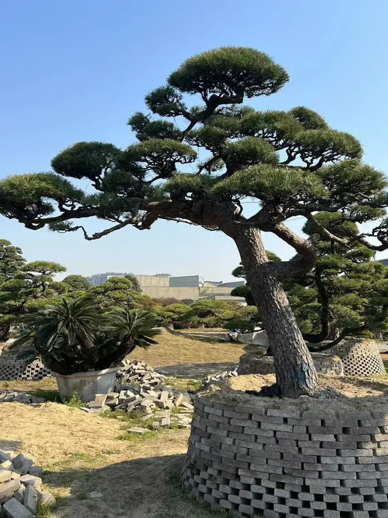 庭院、别墅、花园植物，黑松，景观树