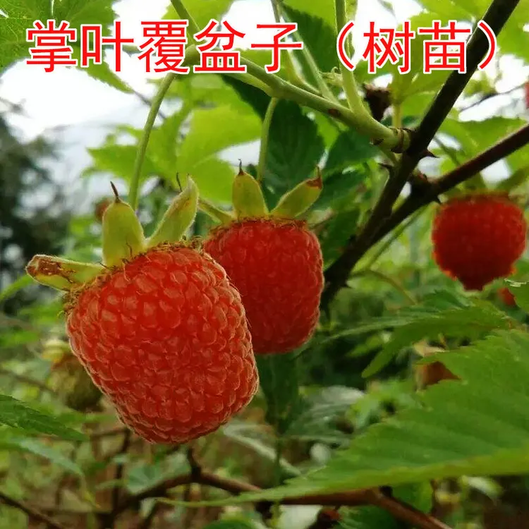 掌叶覆盆子红树苗杯苗 树莓刺莓草莓三月泡带杯苗 南方种植盆栽