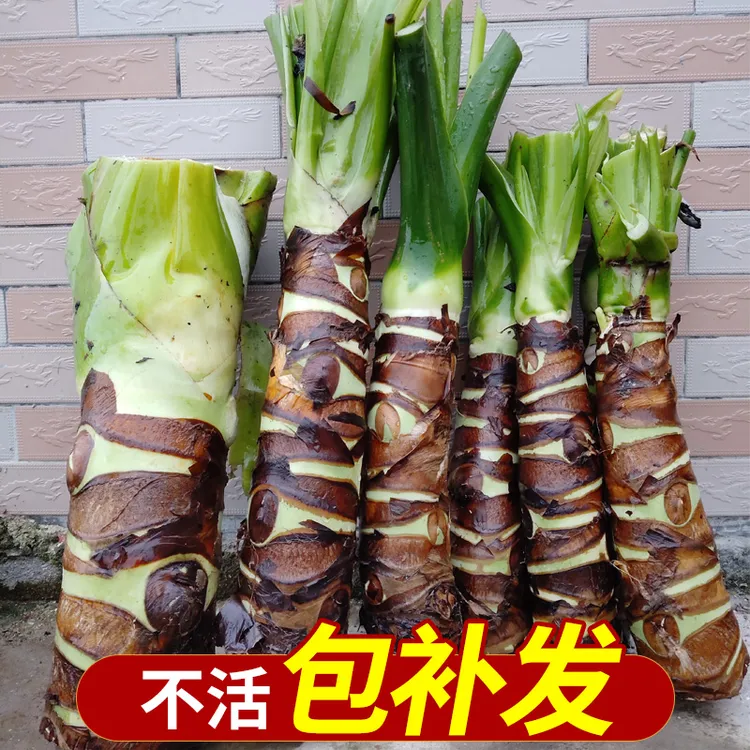 滴水观音盆栽大叶霸王芋室内盆景老桩庭院大型绿植植物水培吸甲醛