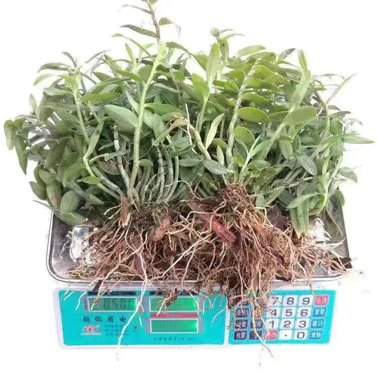 正宗雁荡山红干铁皮石斛苗石斛兰盆栽可食用可观赏基地直发绿植