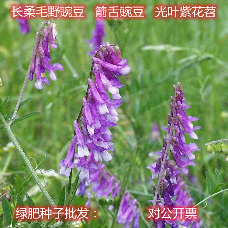 果园绿肥种子长柔毛野豌豆毛苕子光叶子花苕5斤装