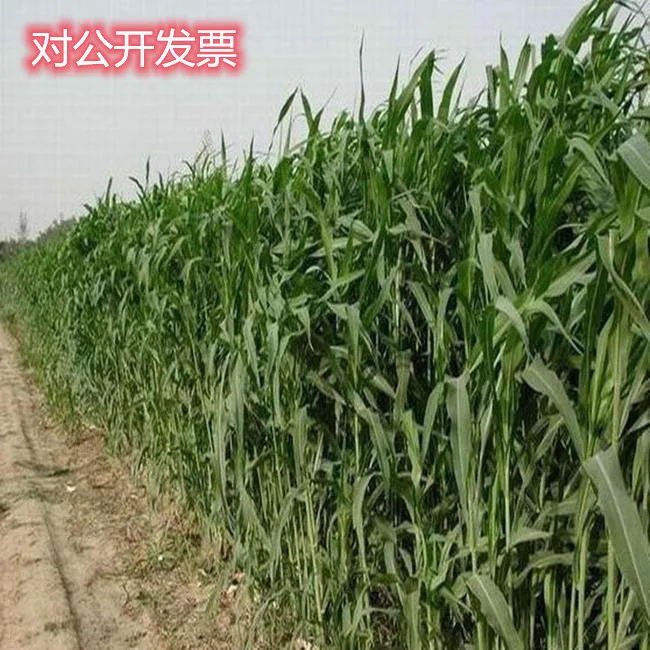 高丹王牧草种子猪牛羊鸡鸭鹅鱼兔子优质青饲料一年生一亩地5