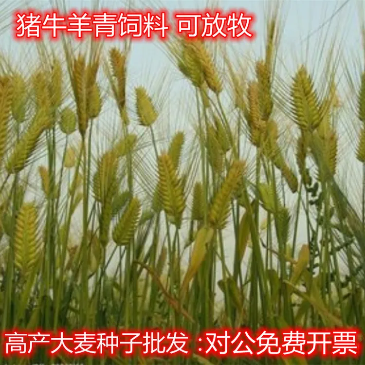 优质六棱两棱大麦种子鸡鸭鹅兔猪牛羊青饲料啤酒饲料大麦芽四季种