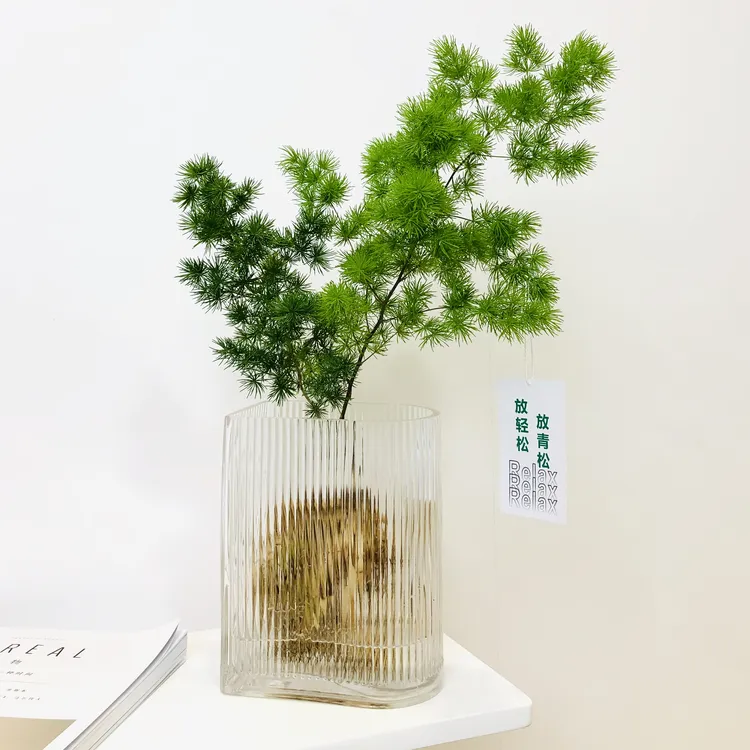雅韵阁水培蓬莱松放青松盆栽盆景室内阳台办公室耐阴好养花卉绿植