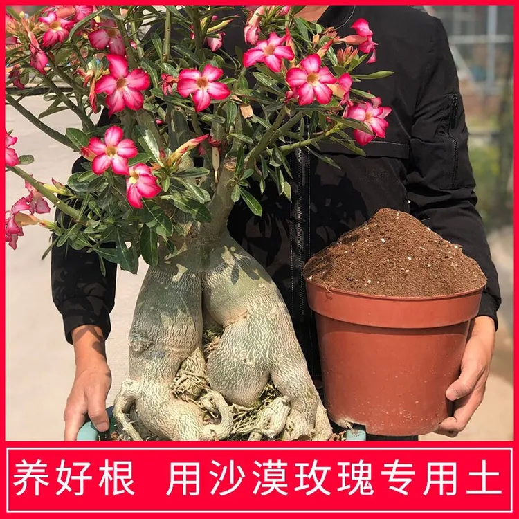 自制沙漠玫瑰专用土有机营养土 多肉植物透气透水促根配方土壤5斤