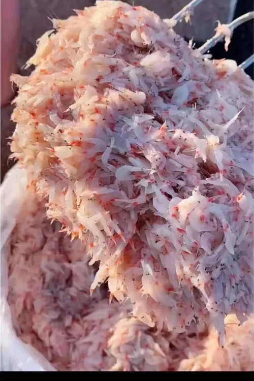 山东发货 渤海湾鲜虾皮酱1斤2斤