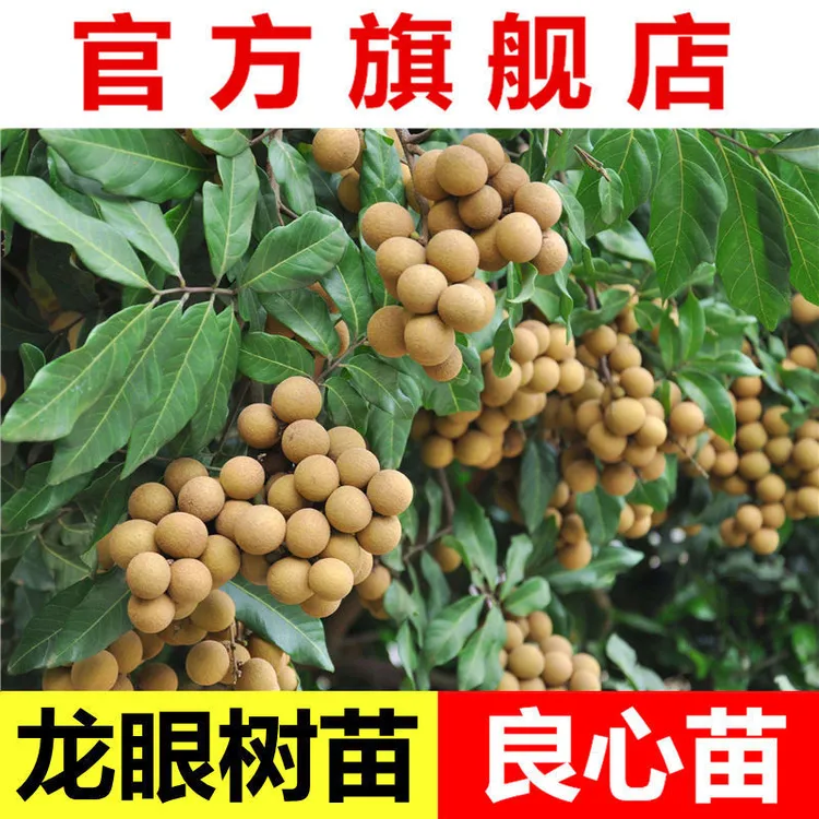 龙眼树苗包邮桂圆苗石硖储良四季蜜龙果树苗庭院盆栽地栽广西容县