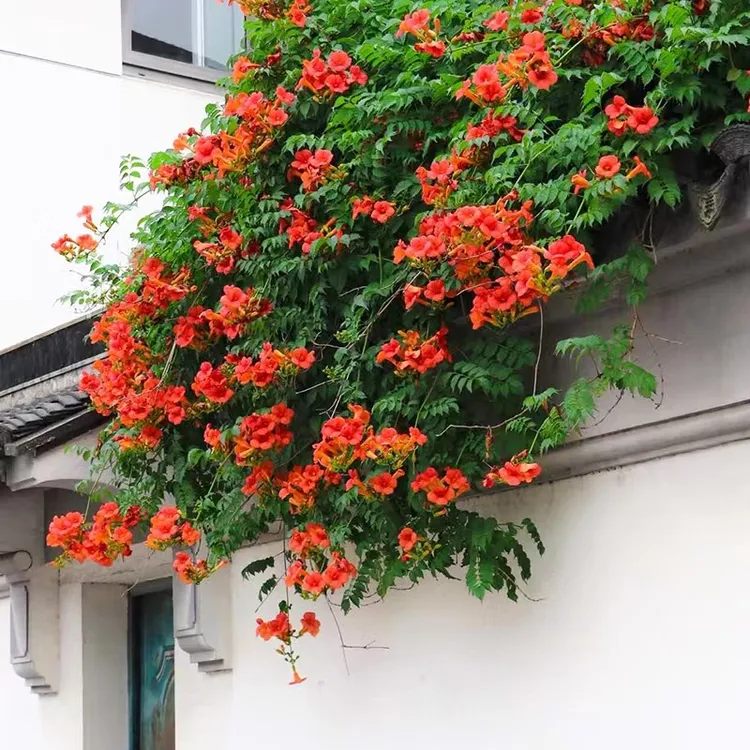 凌霄花苗爬藤植物四季开花耐寒耐热炮仗花苗阳台庭院花植物凌霄花