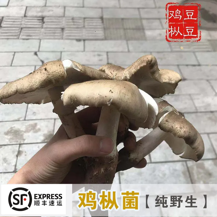 新鲜现货四川野生鸡枞菌伞把菇大脚菇鸡伞菌斗鸡公  精选开伞500g