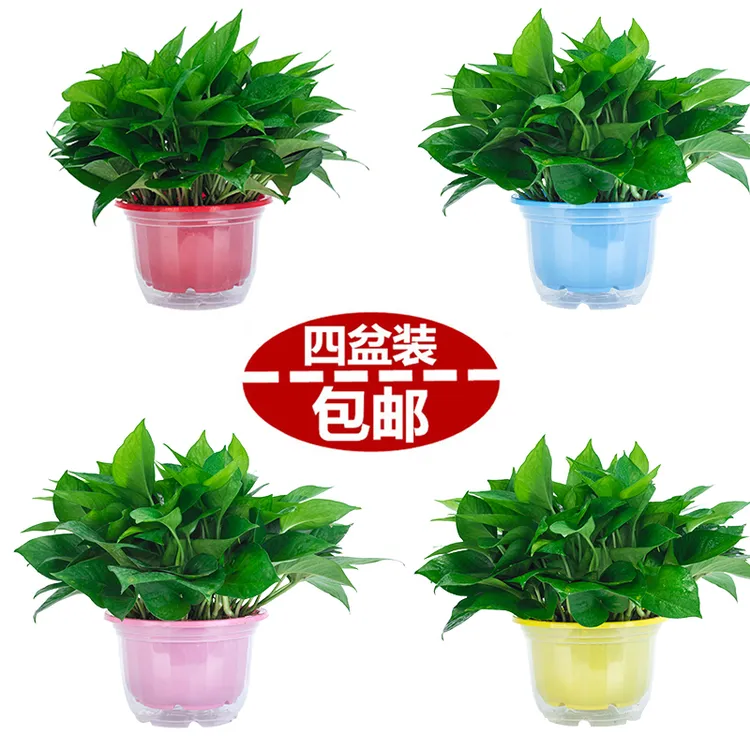 绿萝盆栽花卉植物室内吸除甲醛净化空气长藤垂吊兰大绿箩水培绿植