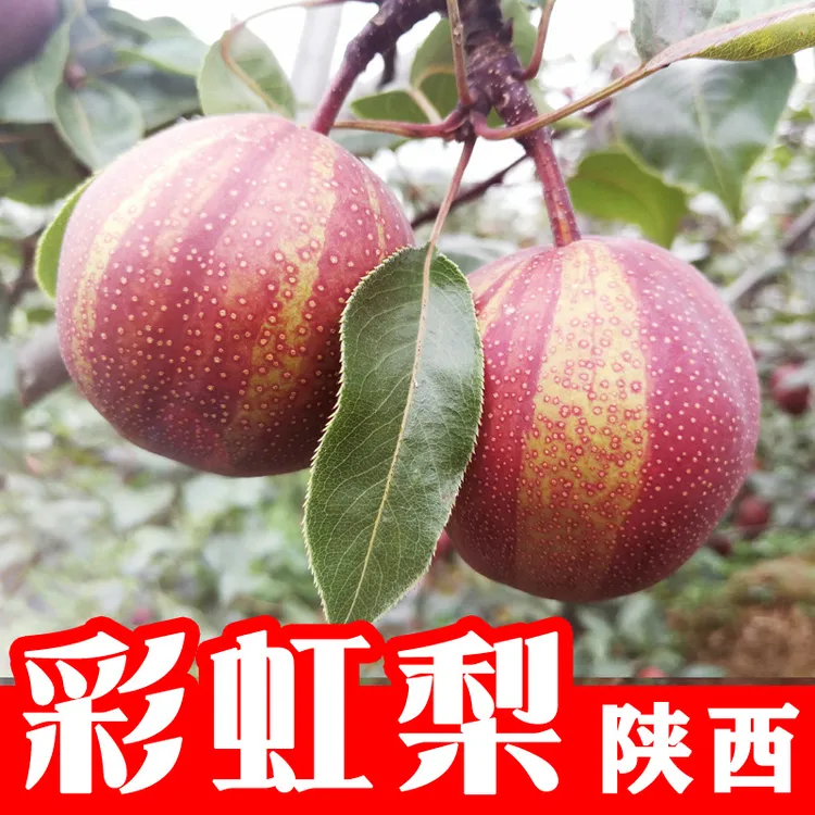 稀世彩虹梨陕西大荔新鲜脆甜红梨当季水果酥梨5斤水份充足孕妇梨