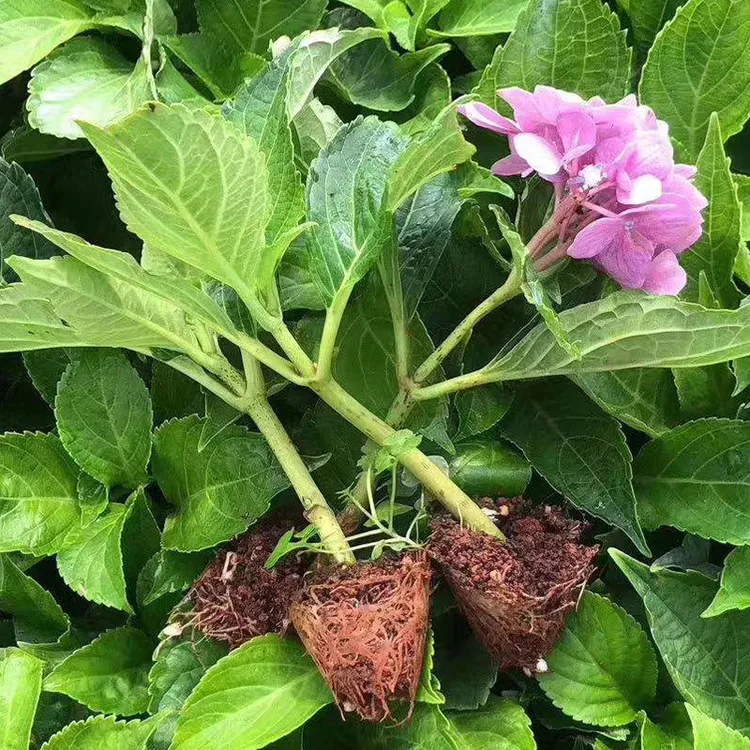 绣球花苗无尽夏花苗室内外庭院盆栽苗耐寒绣球花苗四季八仙花室外