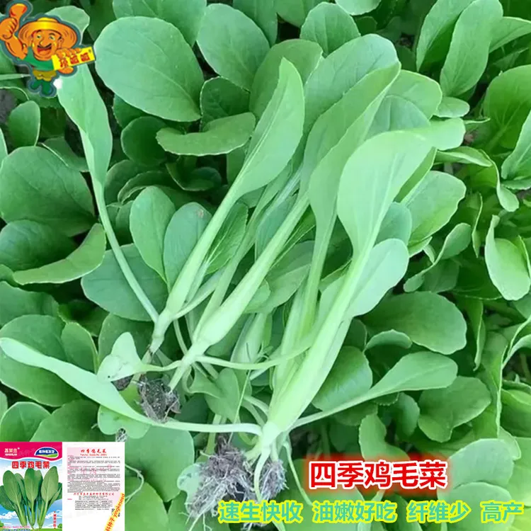 四季鸡毛菜种子青梗小白菜上海青阳台庭院农田易种四季蔬菜种子